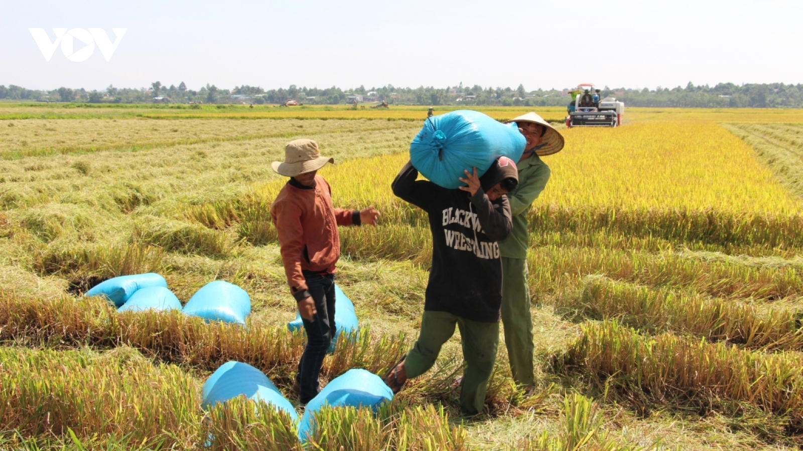 Đắk Lắk đẩy mạnh kết nối tiêu thụ sản phẩm lúa gạo