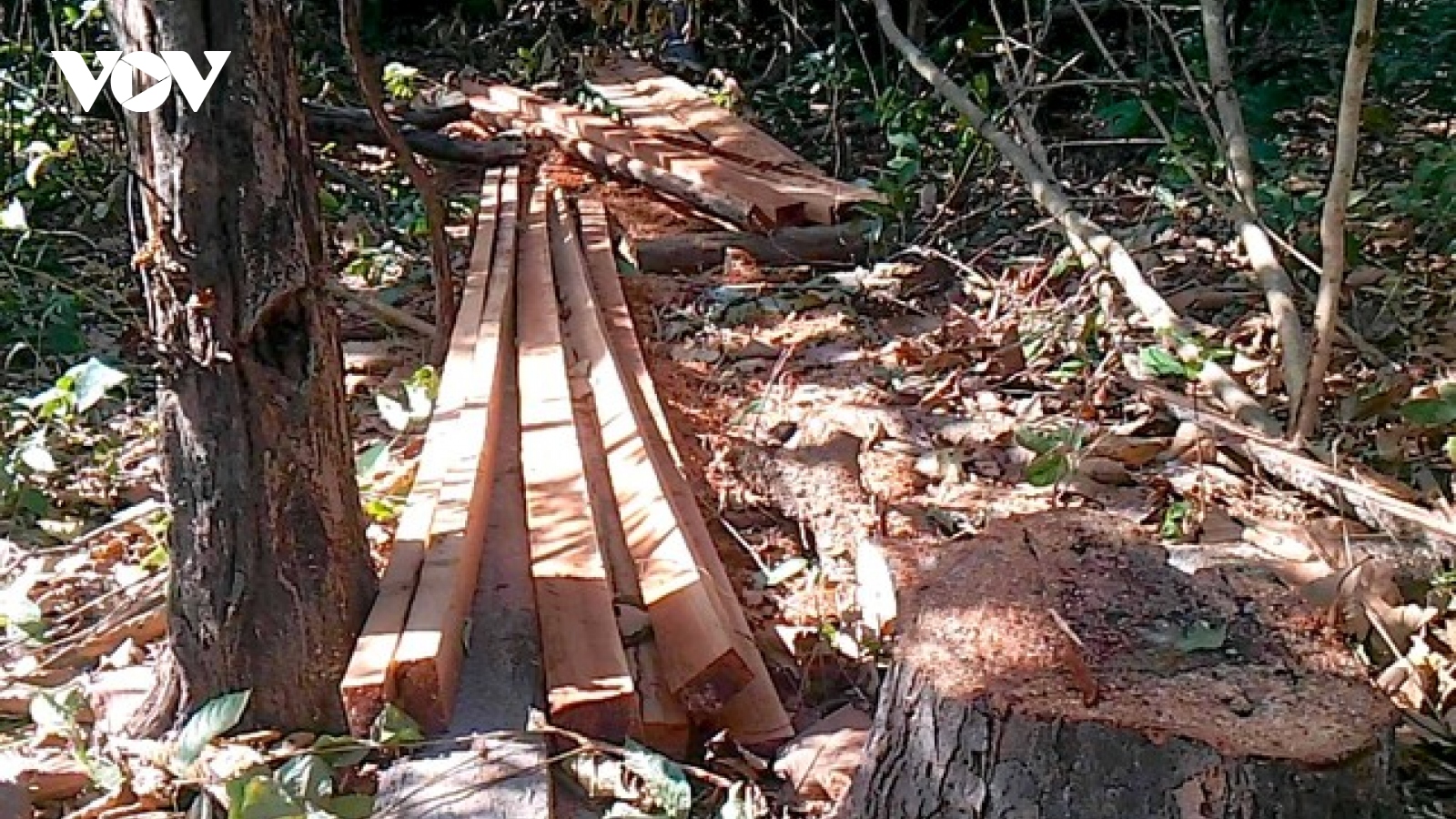 Điều tra vụ phá rừng ở xã Ia Mơr trong đêm 30 Tết