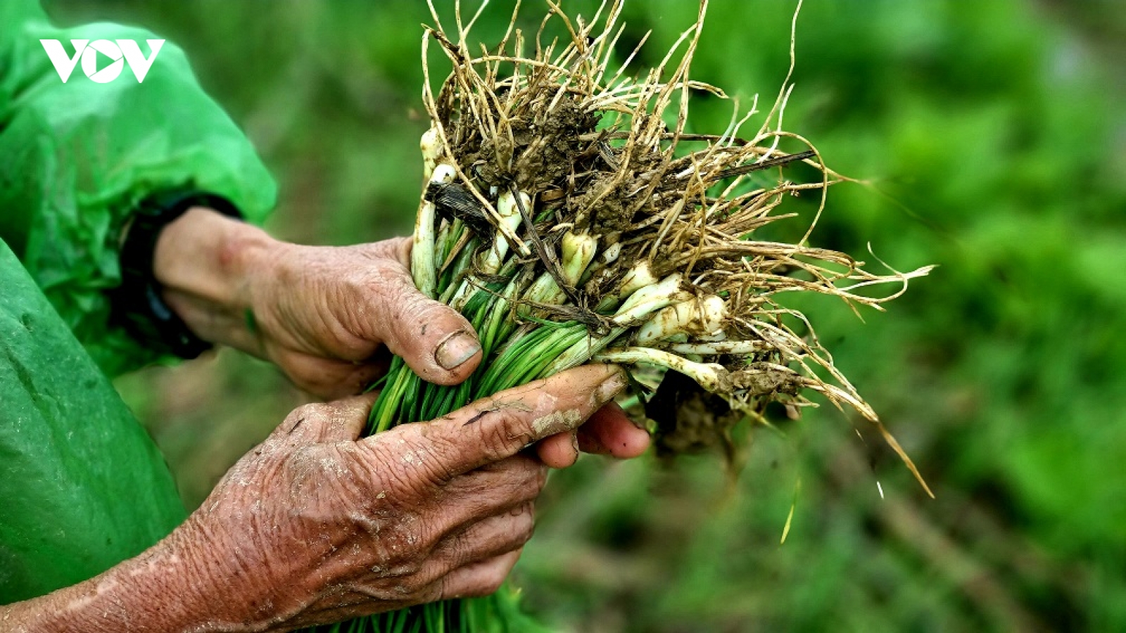 Đặc sản xứ Nghệ đầu mùa “cháy hàng” dù giá cao gấp đôi