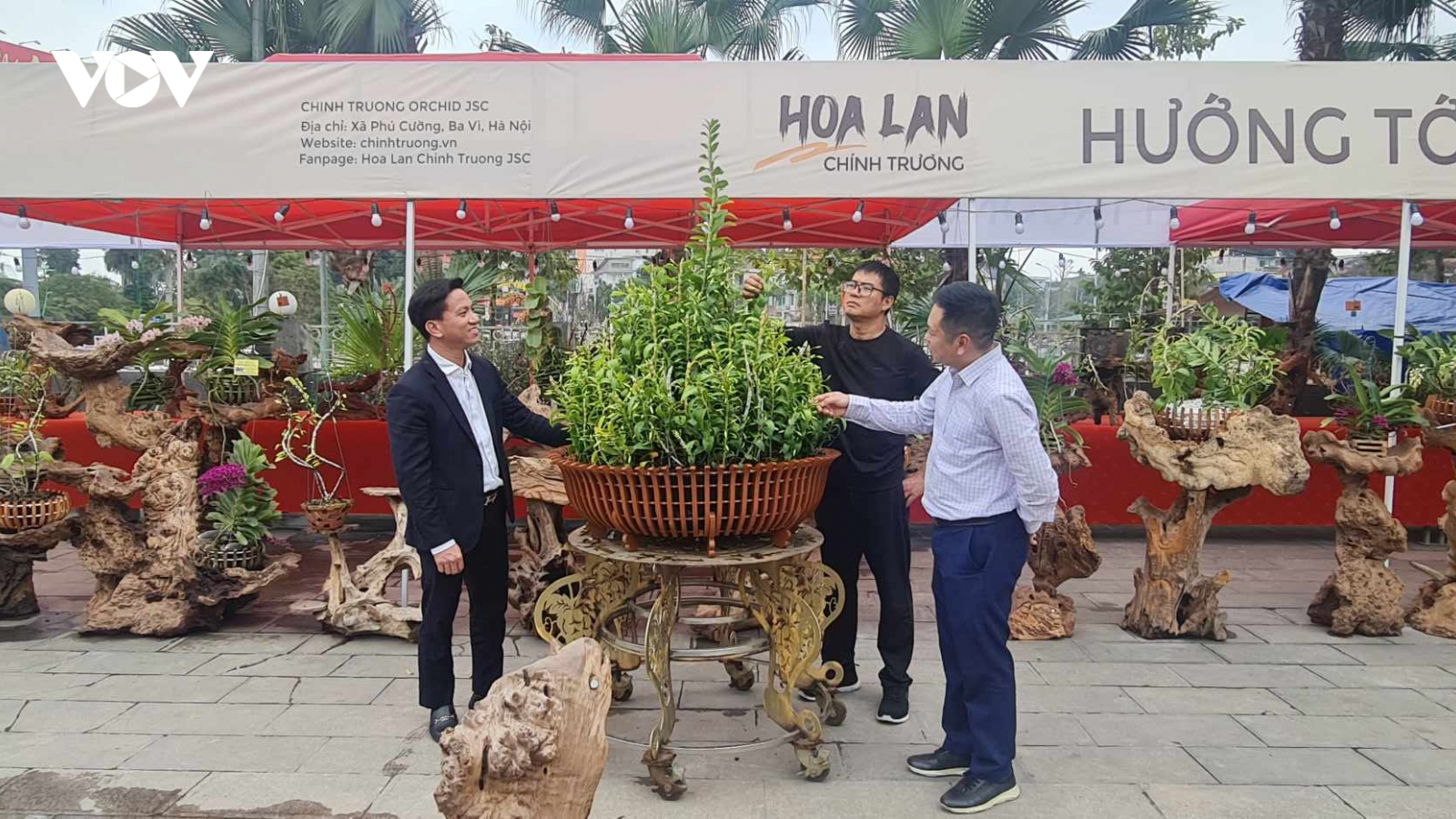 Triển lãm hoa phong lan phi điệp 5 cánh trắng Đất Tổ Hùng Vương