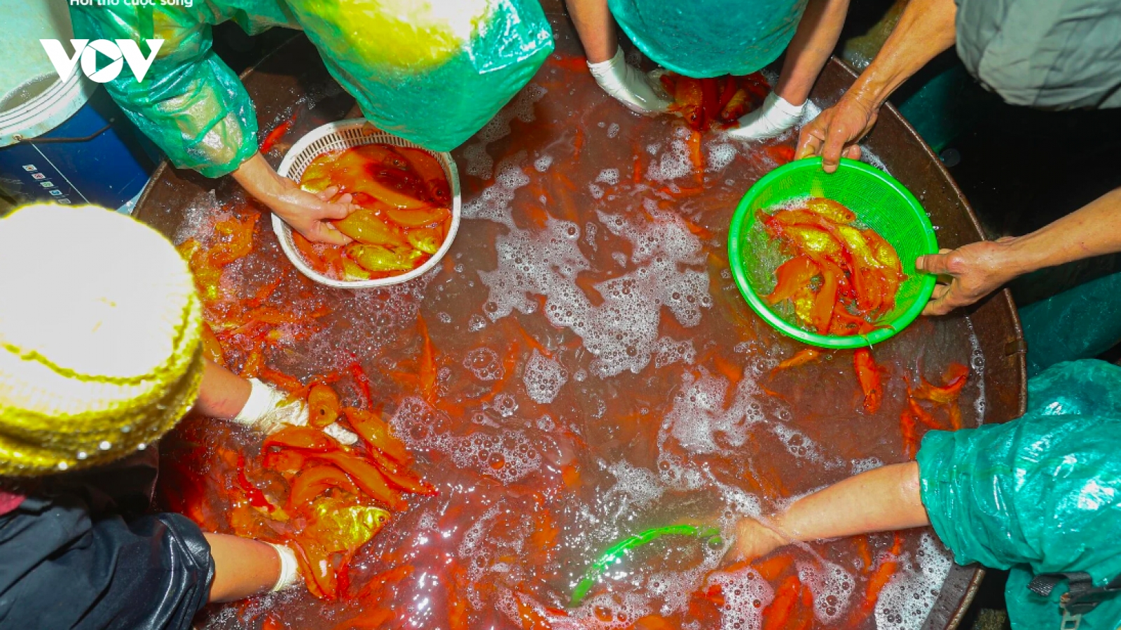 Chợ cá lớn nhất Hà Nội buôn bán xuyên đêm trước ngày ông Công, ông Táo