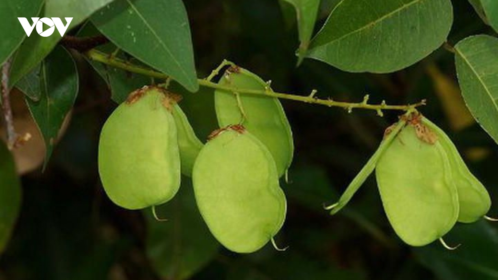 Tác dụng của cây cóc kèn đối với sức khỏe