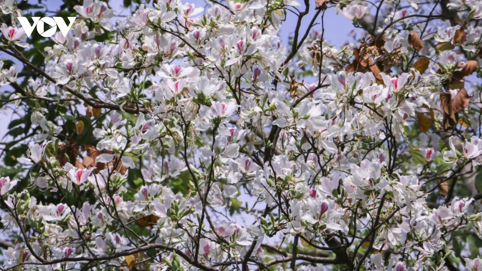 Stunning ban flowers appear in full bloom in Dien Bien