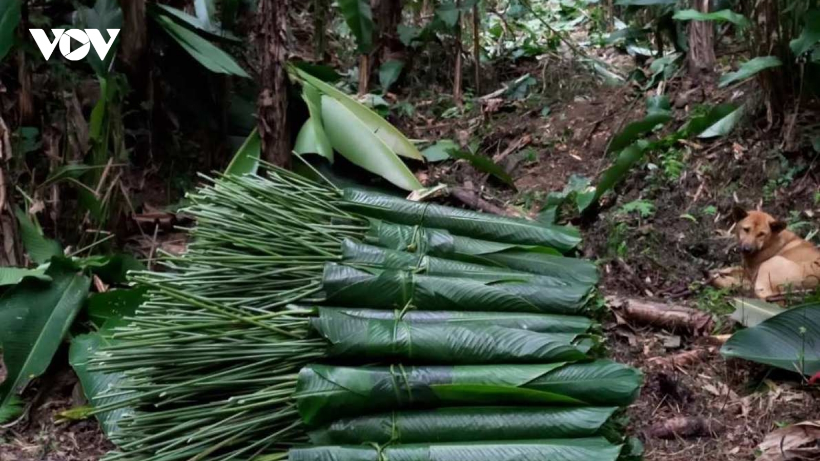 Bắc Kạn: Nông dân có nguồn thu không nhỏ từ cây lá dong