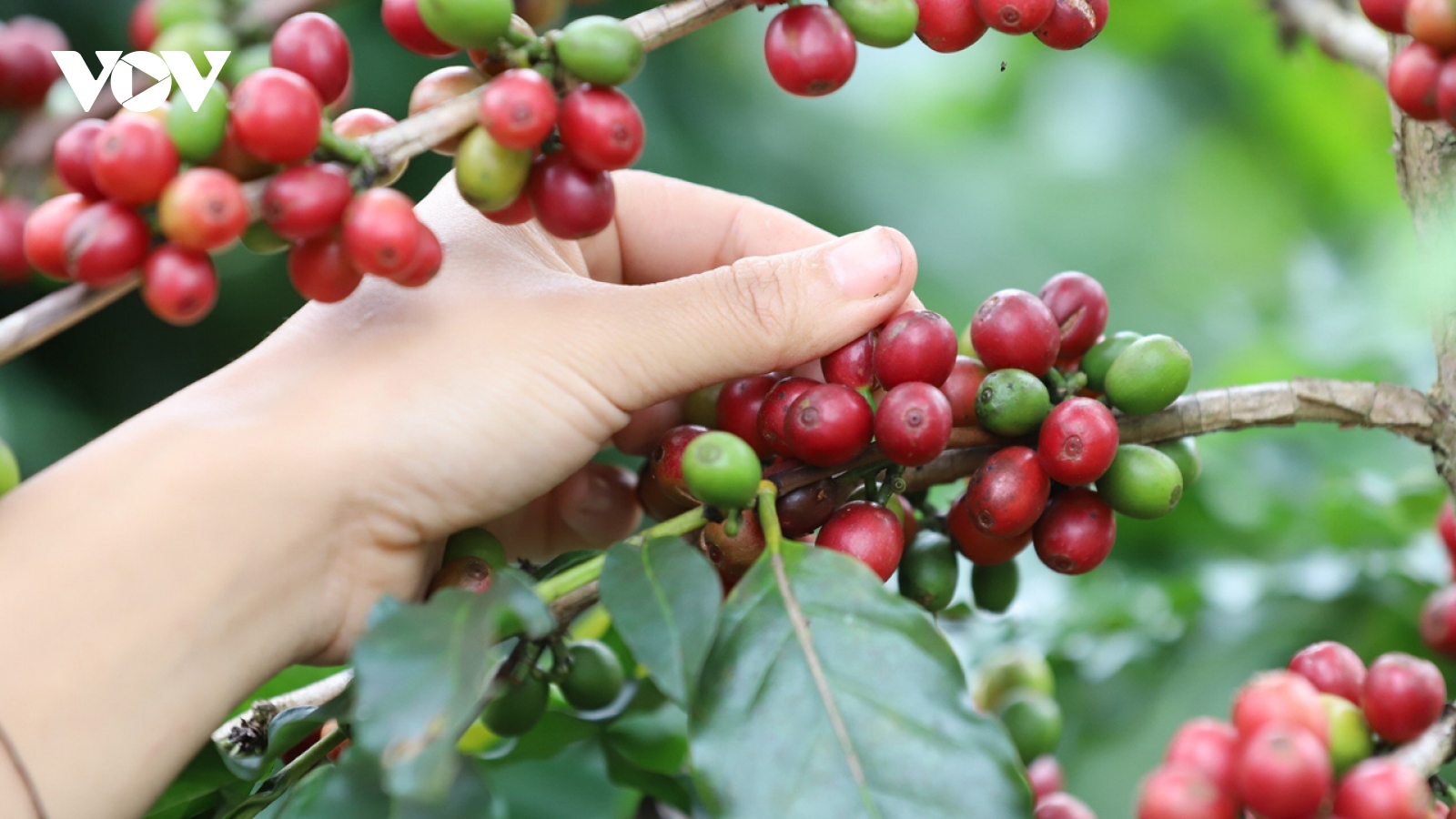 Giá cà phê hôm nay 8/5: Giá cà phê Robusta giảm mạnh