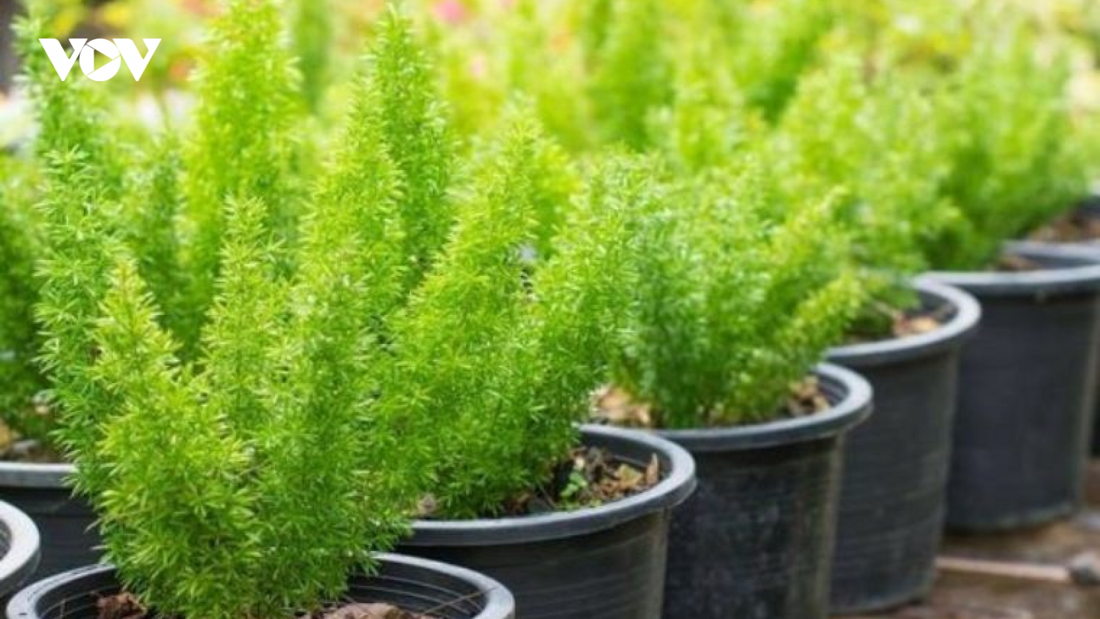 Tác dụng đối với sức khỏe của cây đuôi chồn