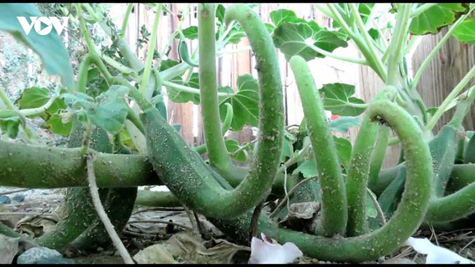 Bài thuốc điều trị bệnh gout, xương khớp từ cây móng quỷ