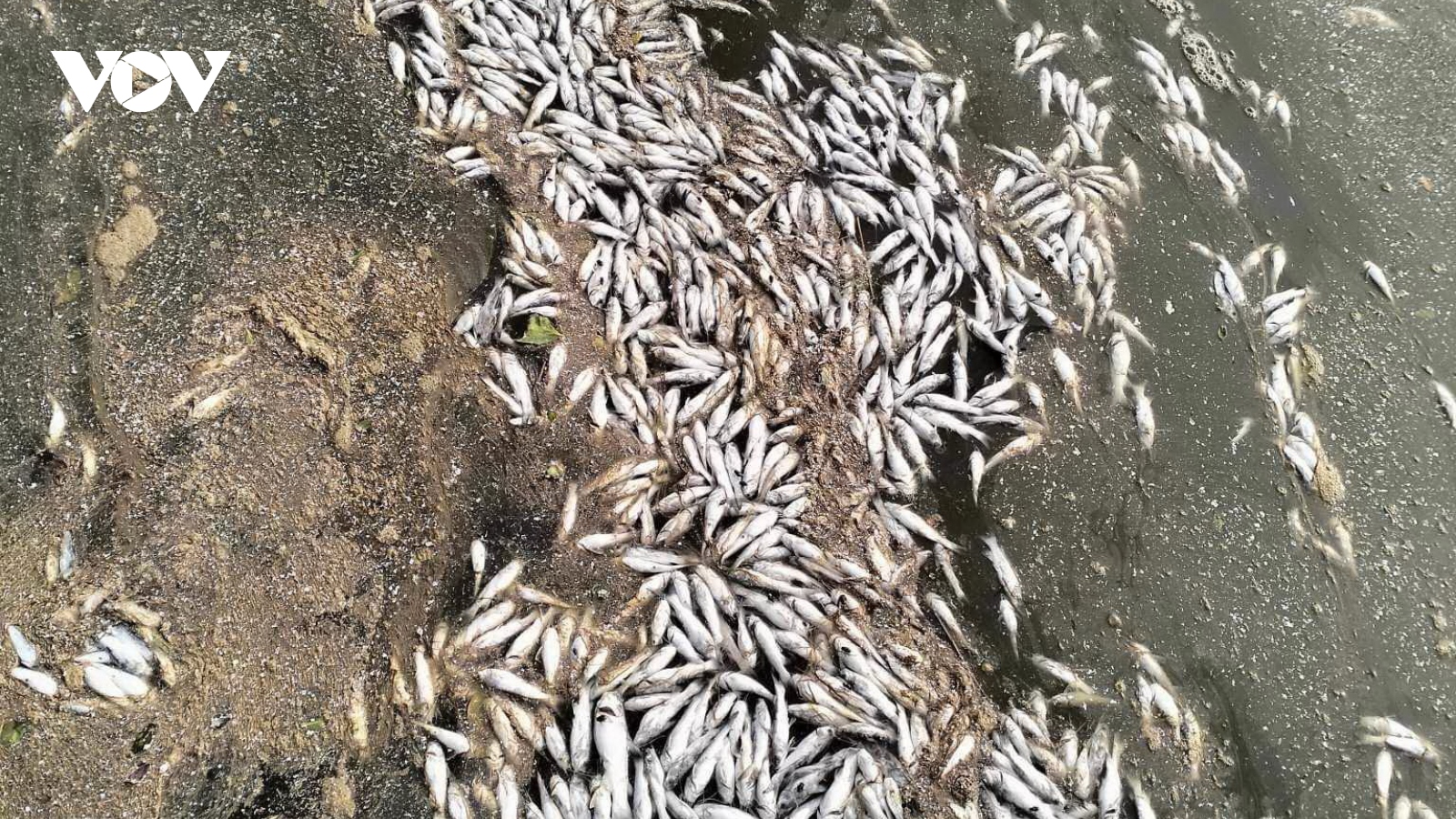 Cá chết hàng loạt trên sông ở Quảng Trị