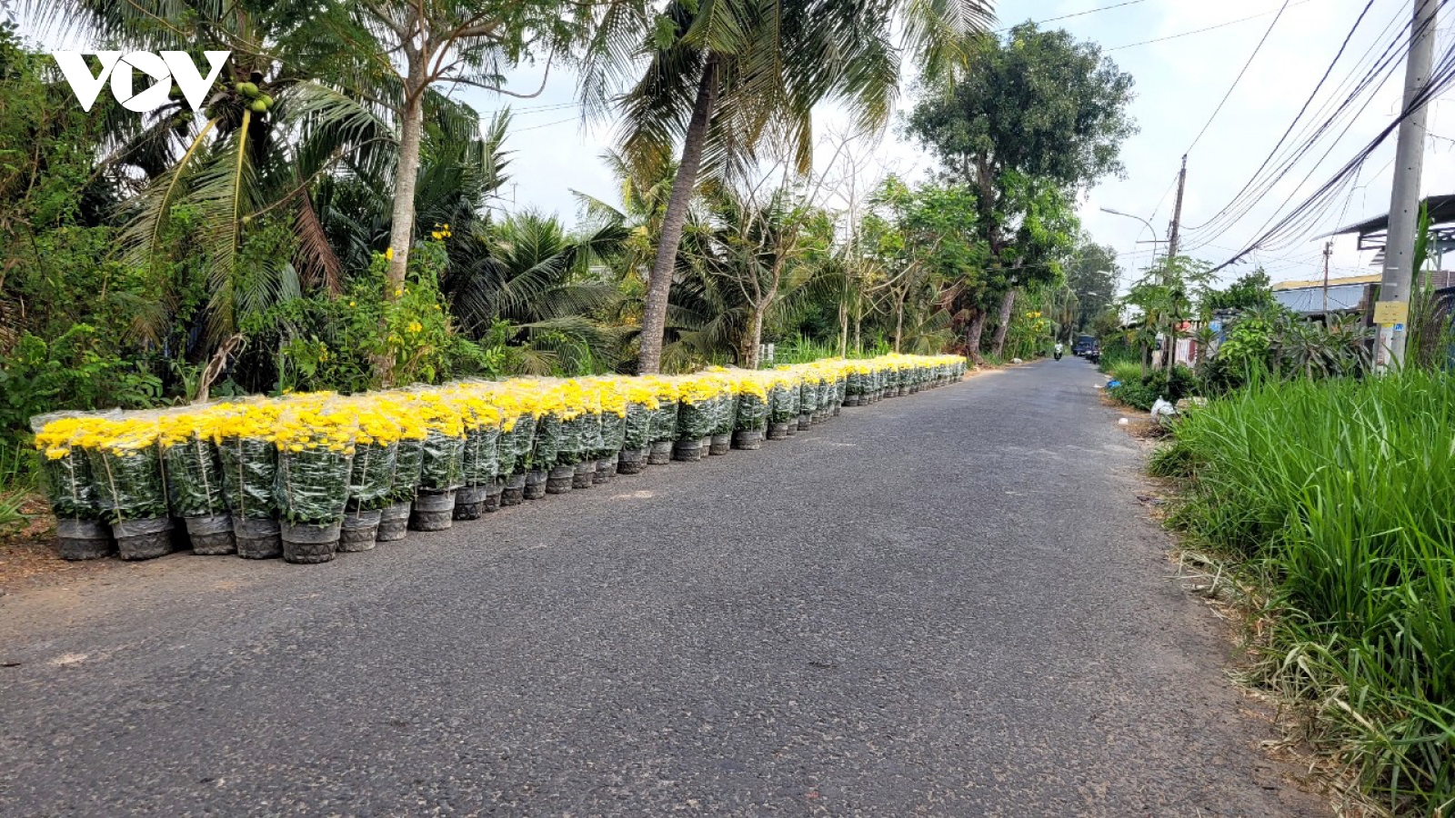 Người trồng hoa Tết ở Tiền Giang “méo mặt” vì giá thấp, dội hàng