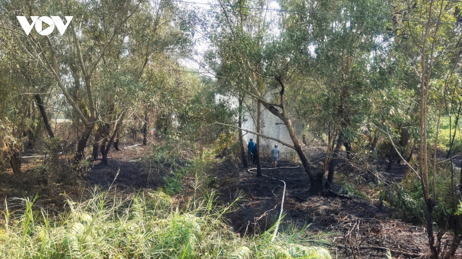 Tiền Giang khống chế một đám cháy rừng tại vùng Đồng Tháp Mười