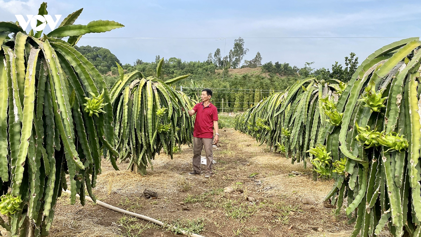 Ngành nông nghiệp tiếp tục cắt giảm giấy phép kinh doanh
