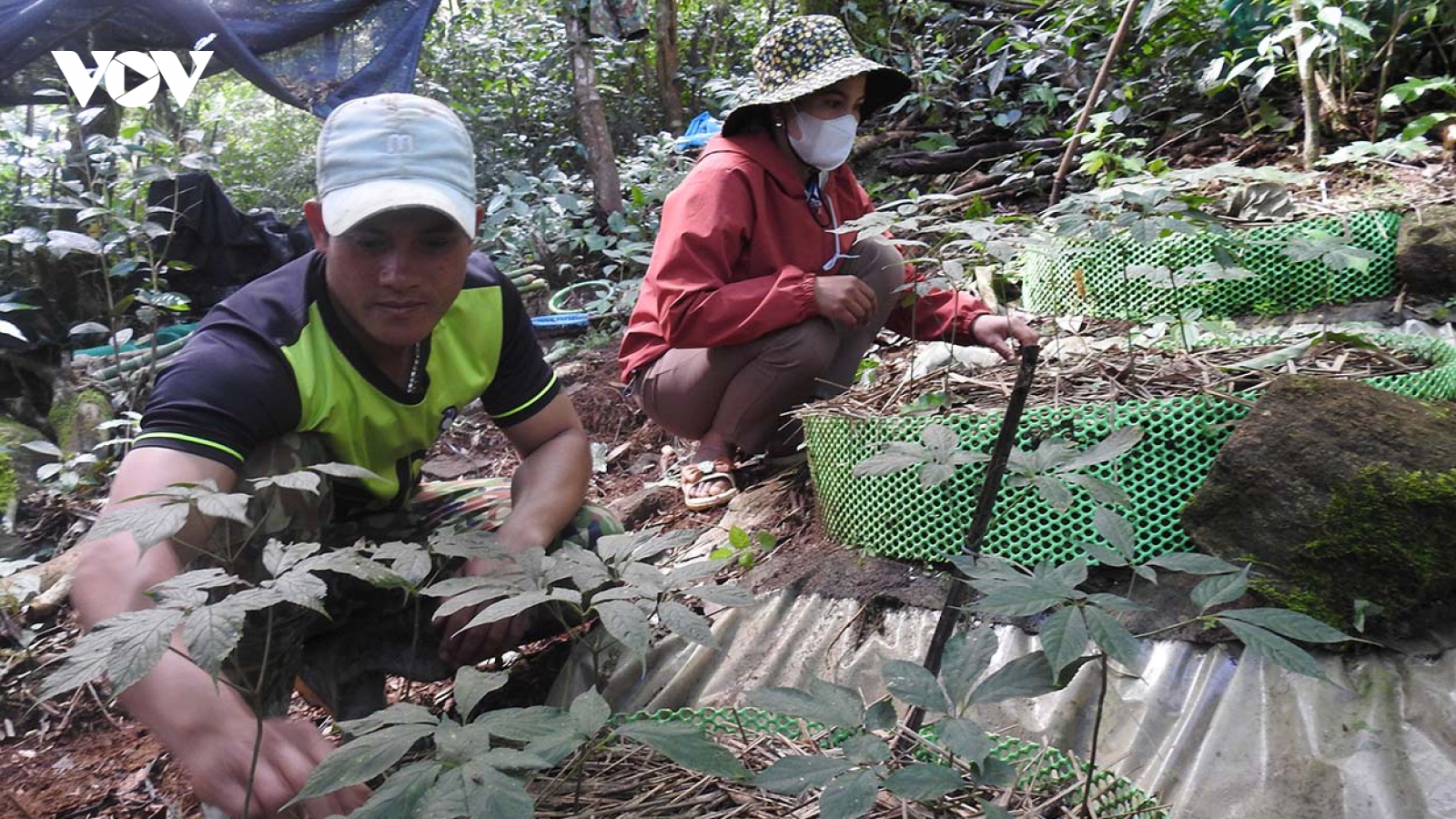 Điều tra 2 vụ trộm trên 800 cây sâm Ngọc Linh ở Kon Tum