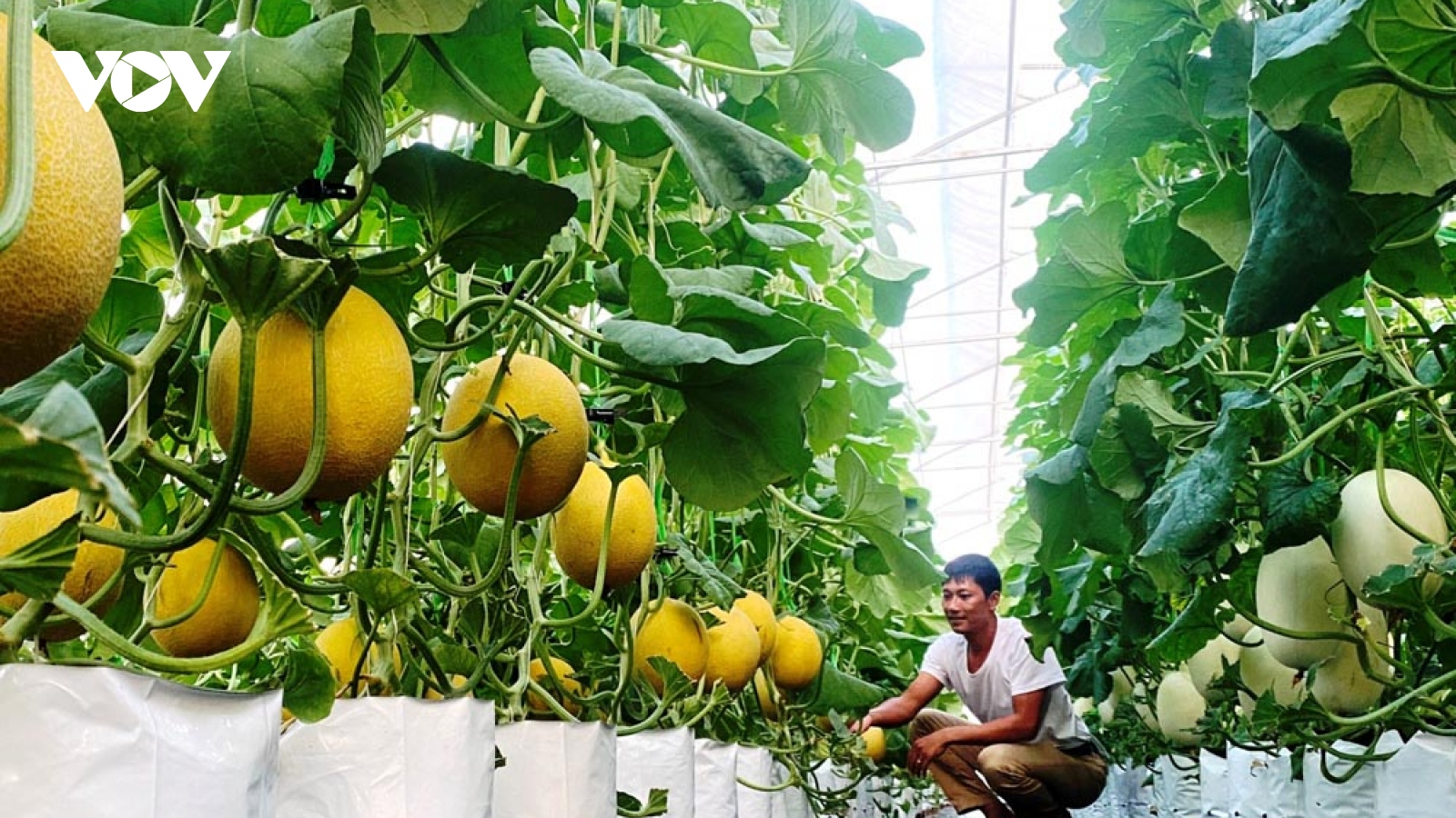 Sản xuất nông nghiệp nhà lưới, nhà màng, hướng phát triển bền vững tại Lai Châu