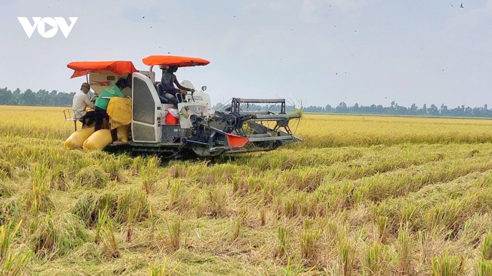 Đề án 1 triệu ha lúa vùng ĐBSCL - Chuyên nghiệp hóa ngành hàng lúa gạo