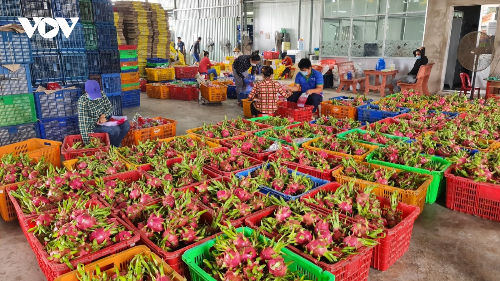 Trái cây cận Tết hút hàng, giá cao, nông dân phấn khởi