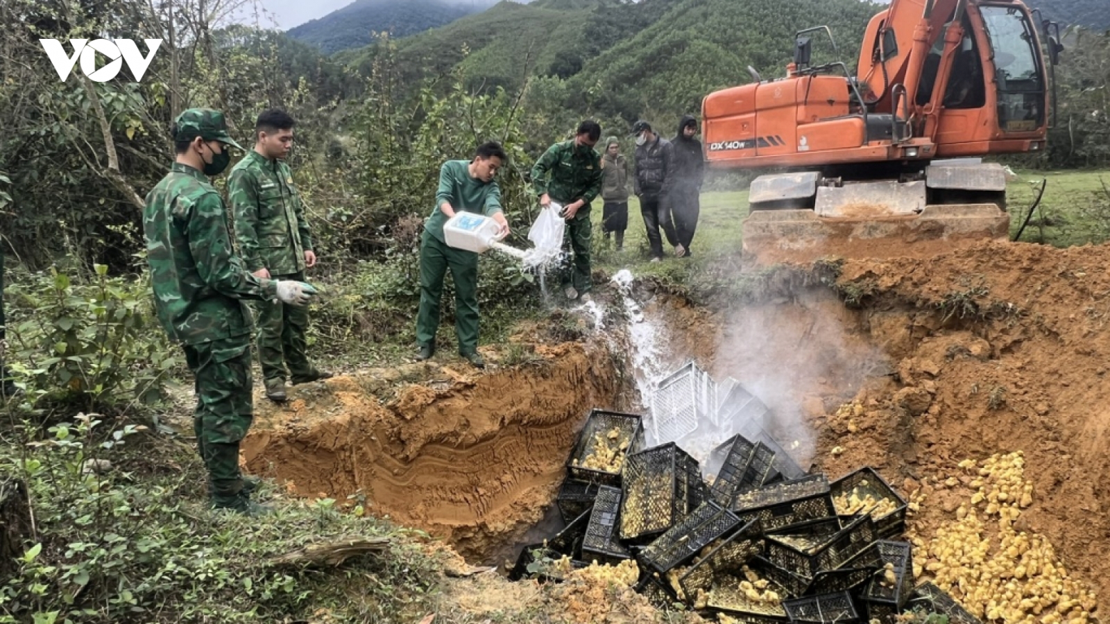 Quảng Ninh tiêu hủy 13.000 con vịt giống nhập lậu