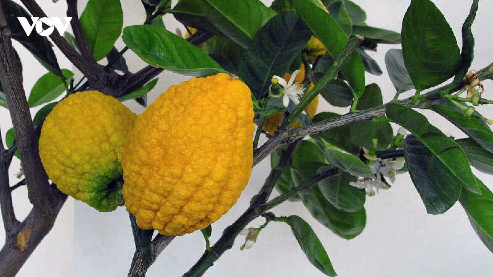 Nhà giàu săn lùng chanh yên để trưng tết