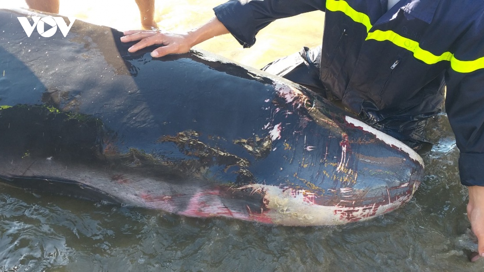 Giải cứu thành công cá voi trôi vào biển Quy Nhơn