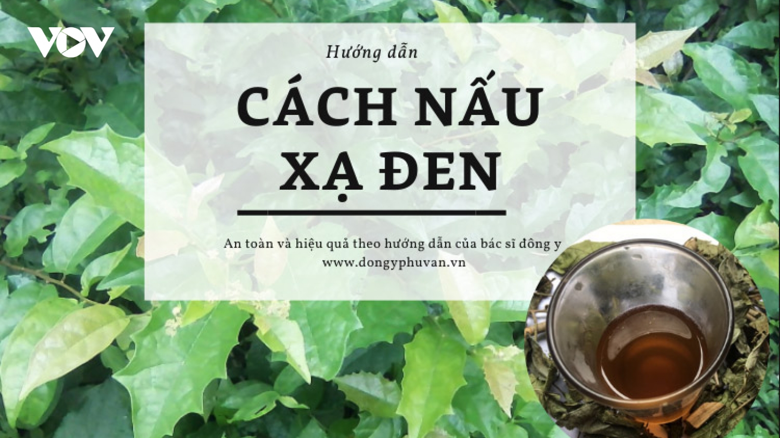 Uống nước xạ đen có tốt cho sức khoẻ?