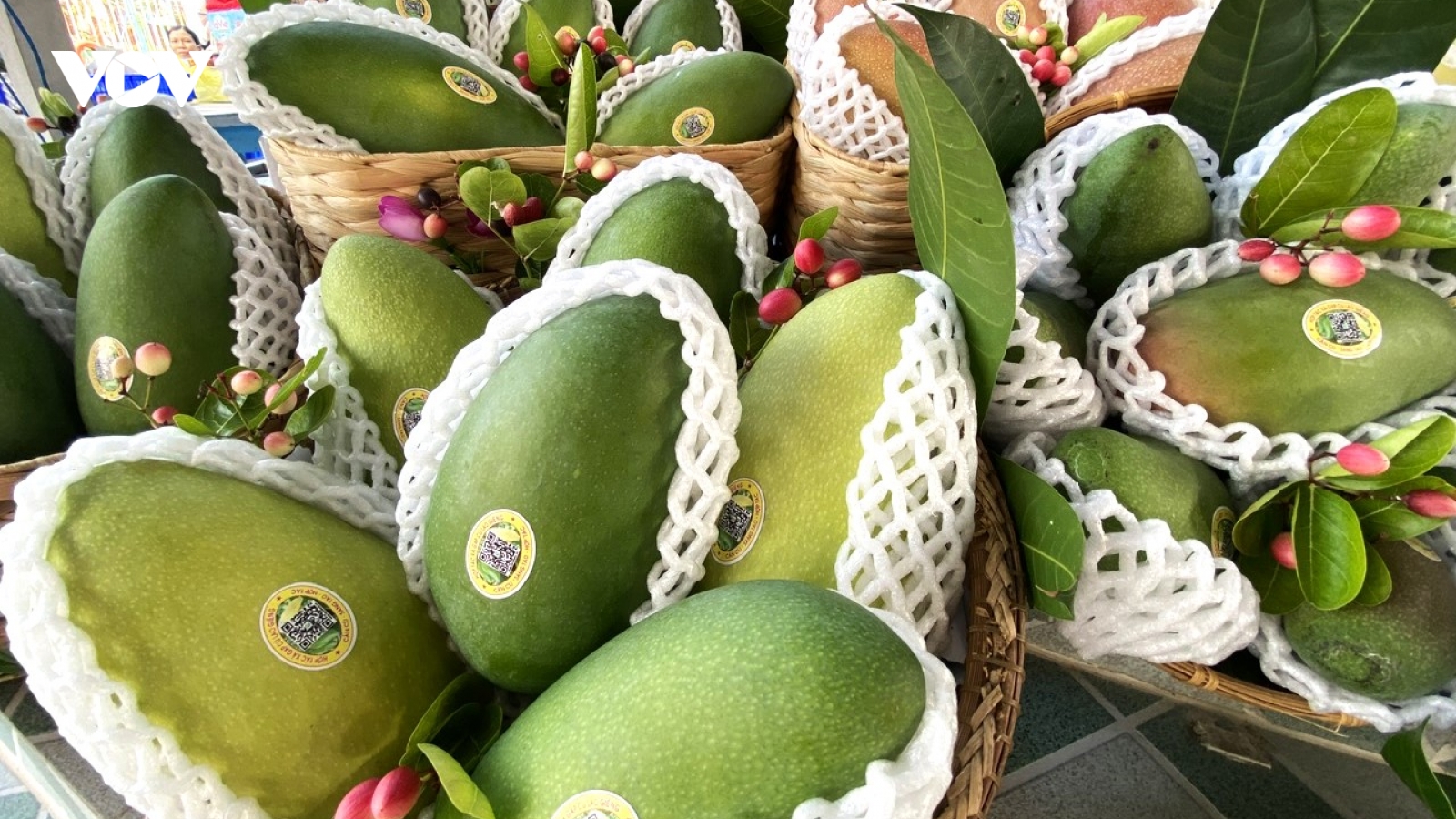 Xuất khẩu lô xoài hạt lép đầu tiên sang thị trường Hàn Quốc