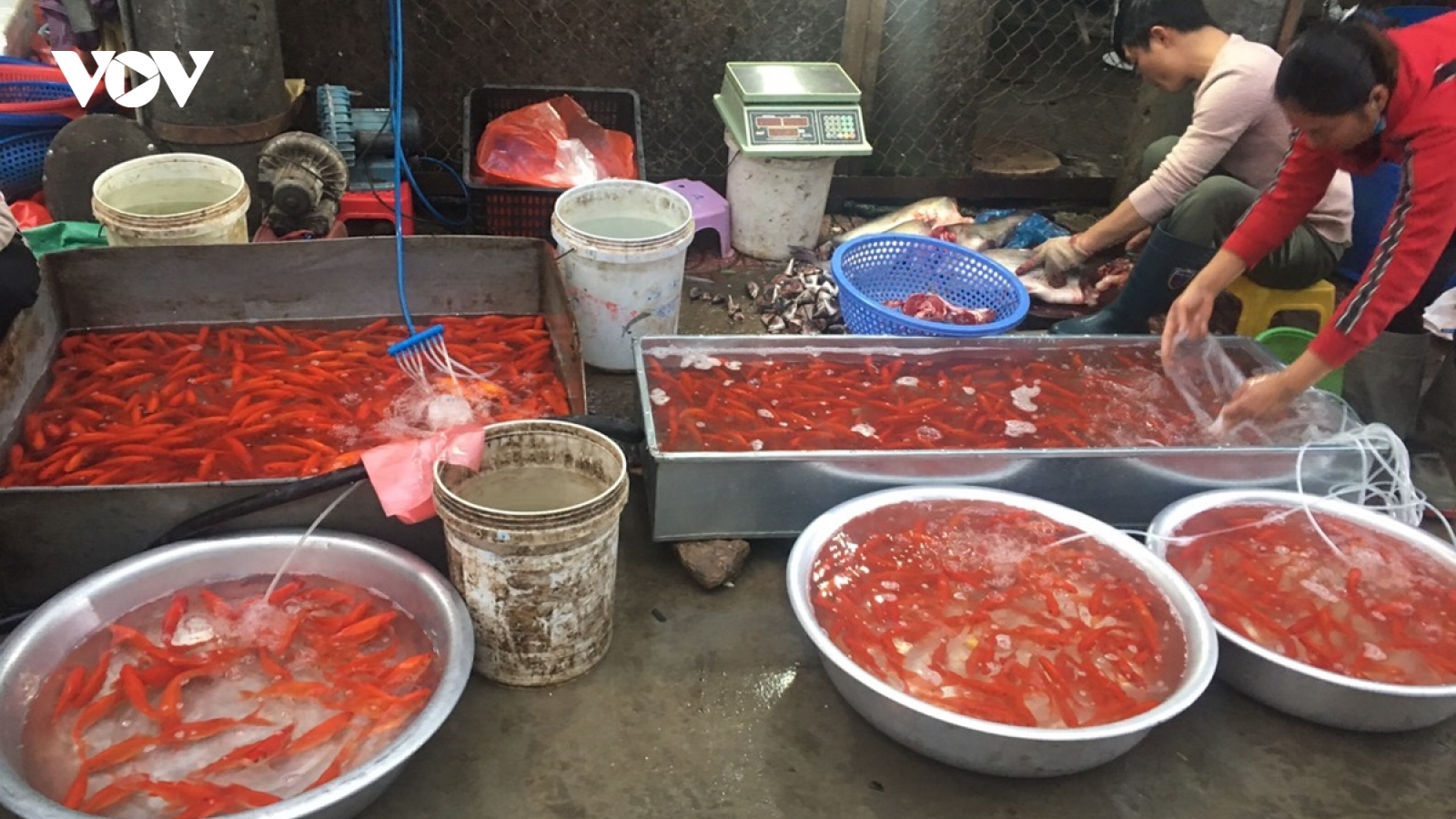Cá chép cúng ông Công ông Táo giá rẻ vẫn “ế”
