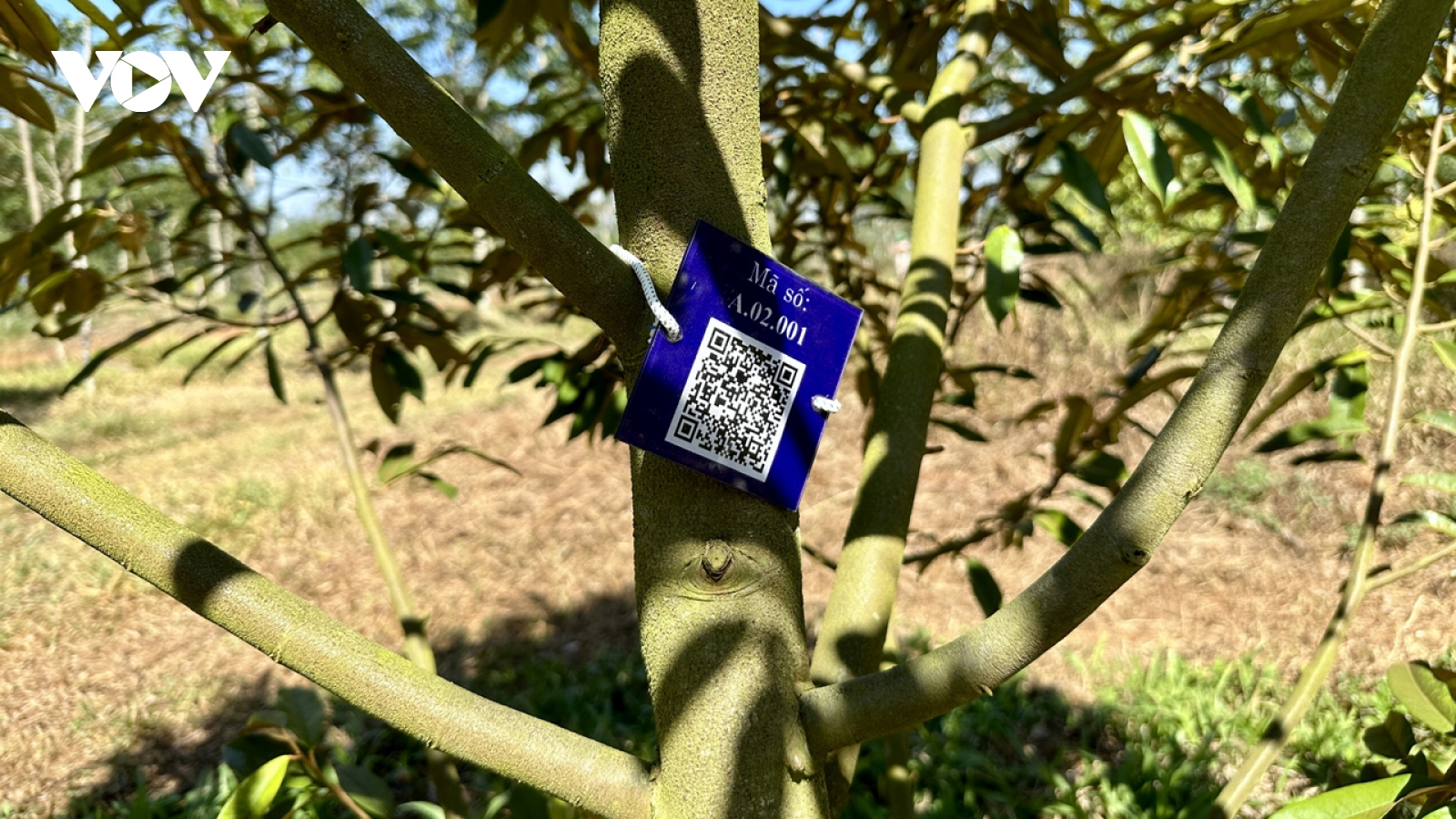 Gắn mã QR số hoá 10.000 cây sầu riêng Đắk Lắk lên bản đồ cây xanh