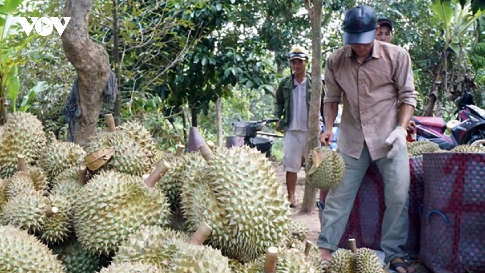 30 lô sầu riêng xuất khẩu nhiễm cadimi: Kim loại nặng này từ đâu ra?