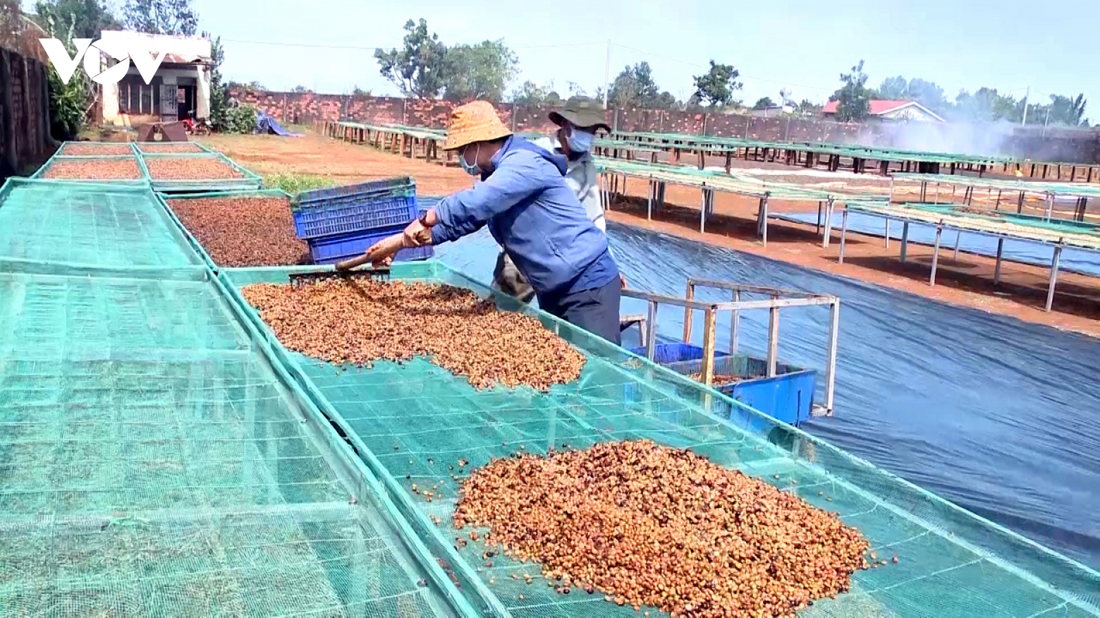 Giá cà phê hôm nay 13/7: Giá cà phê trong nước tăng mạnh