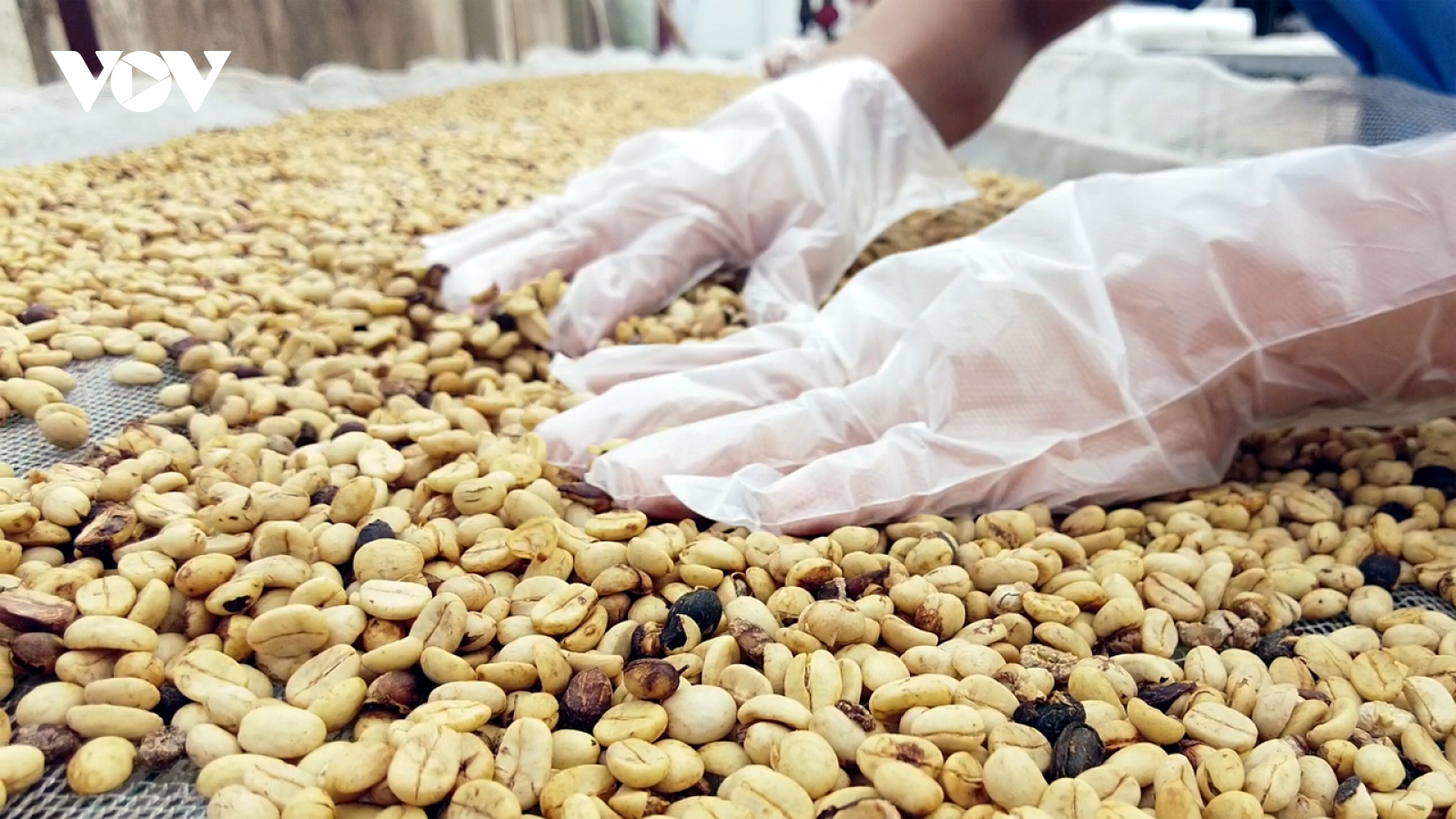 Giá cà phê hôm nay 20/7: Giá cà phê Robusta tăng