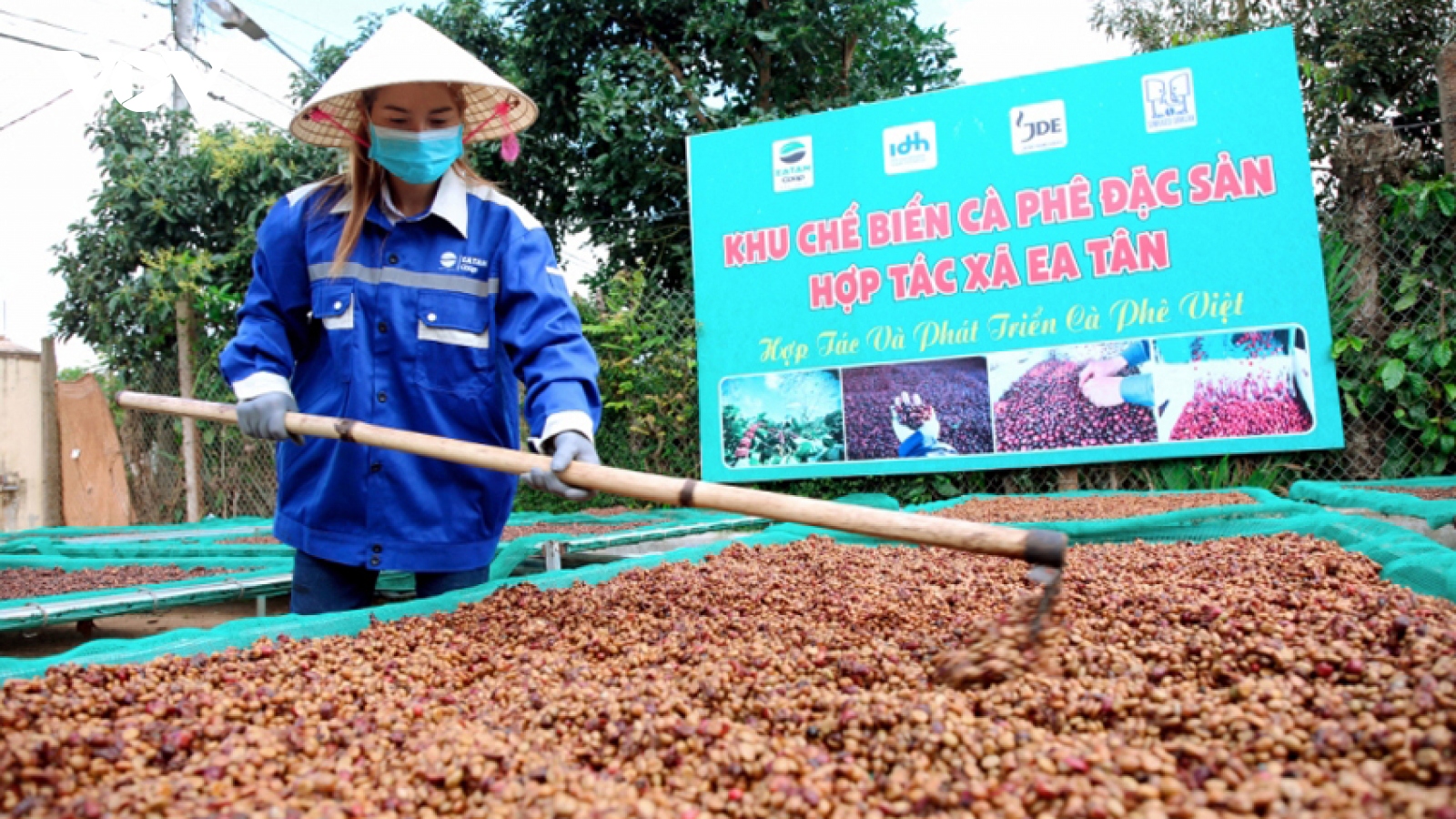 Giá cà phê hôm nay 29/3: Cà phê trong nước tăng sát mốc 100.000 đồng/kg