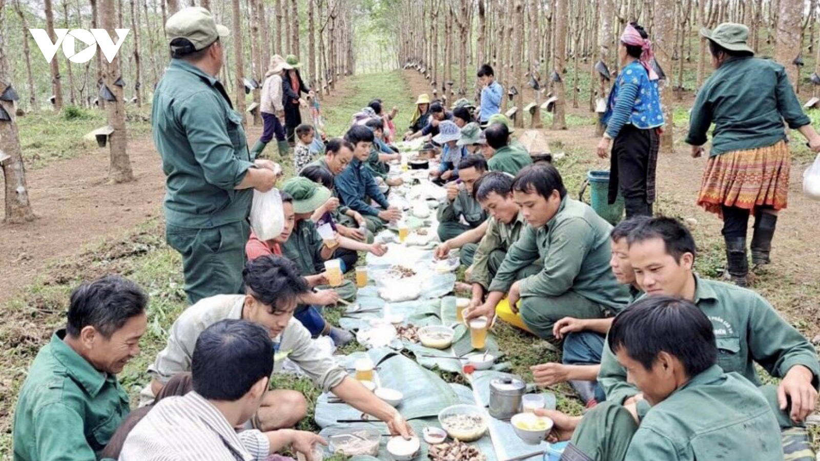 Tín hiệu vui từ cây “vàng trắng” ở Điện Biên