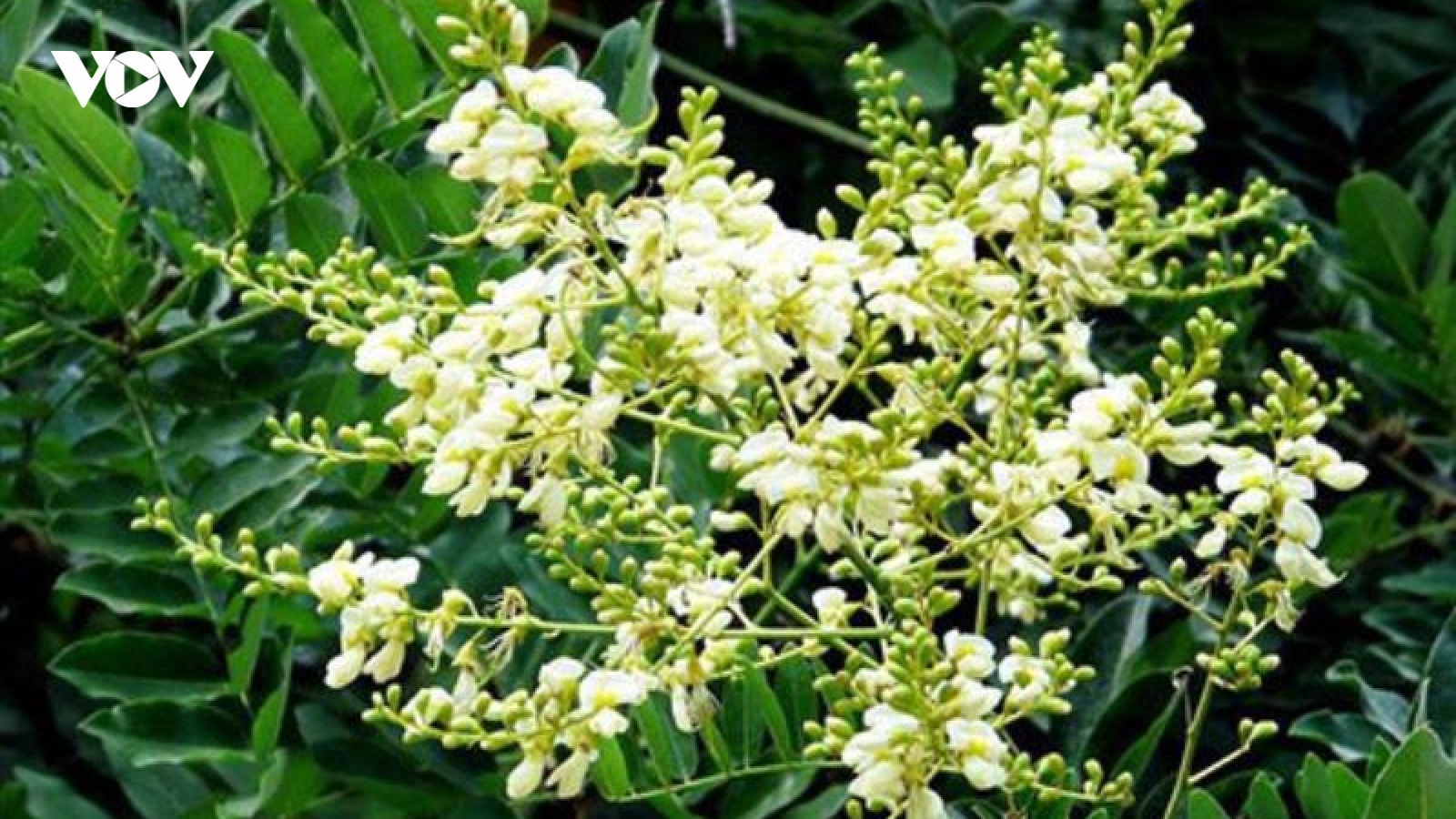 “Hốt bạc” từ loại hoa giúp thanh nhiệt, thải độc