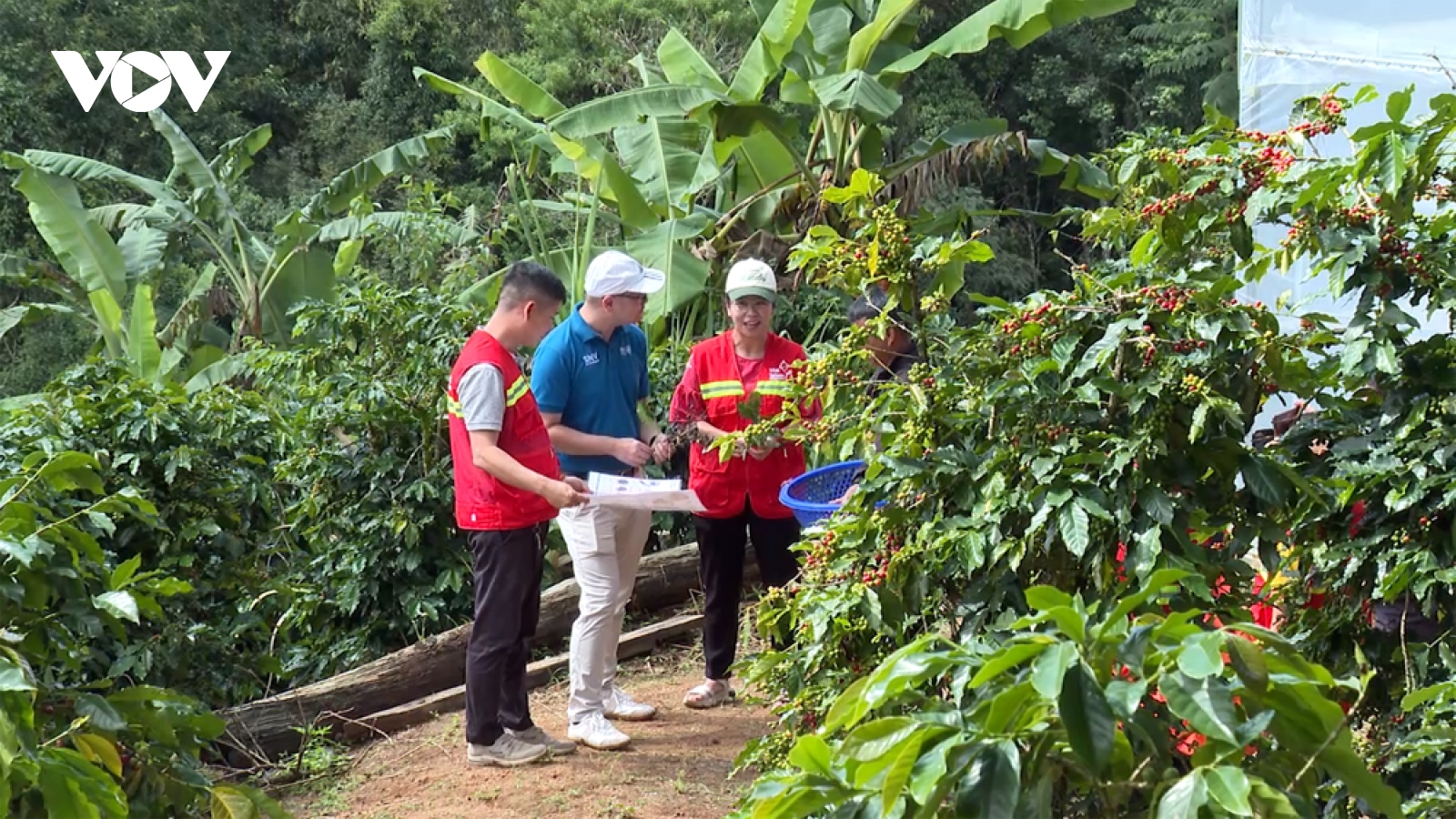 Lâm Đồng đẩy mạnh sản xuất cà phê theo chuỗi nông sản toàn cầu