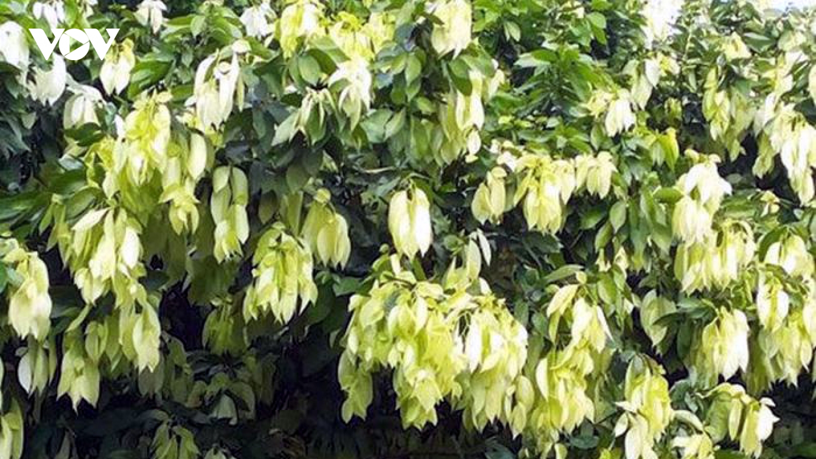 Loại lá có tên rất lạ xưa rụng đầy nay thành đặc sản