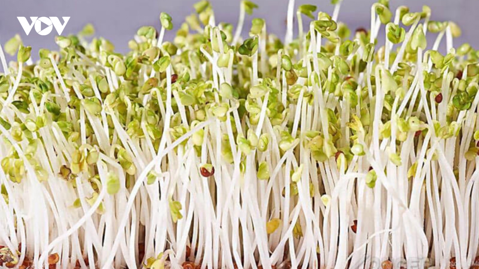 Lưu ý những điều này khi ăn giá đỗ để tránh rước họa vào thân