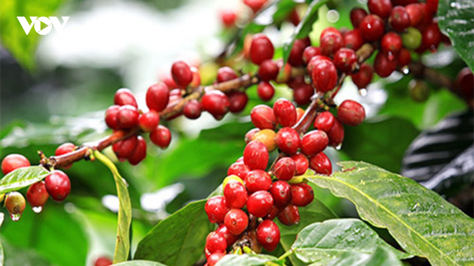 Giá cà phê ngày 14/3: Cà phê trong nước thu mua giá cao nhất 92.000 đồng/kg