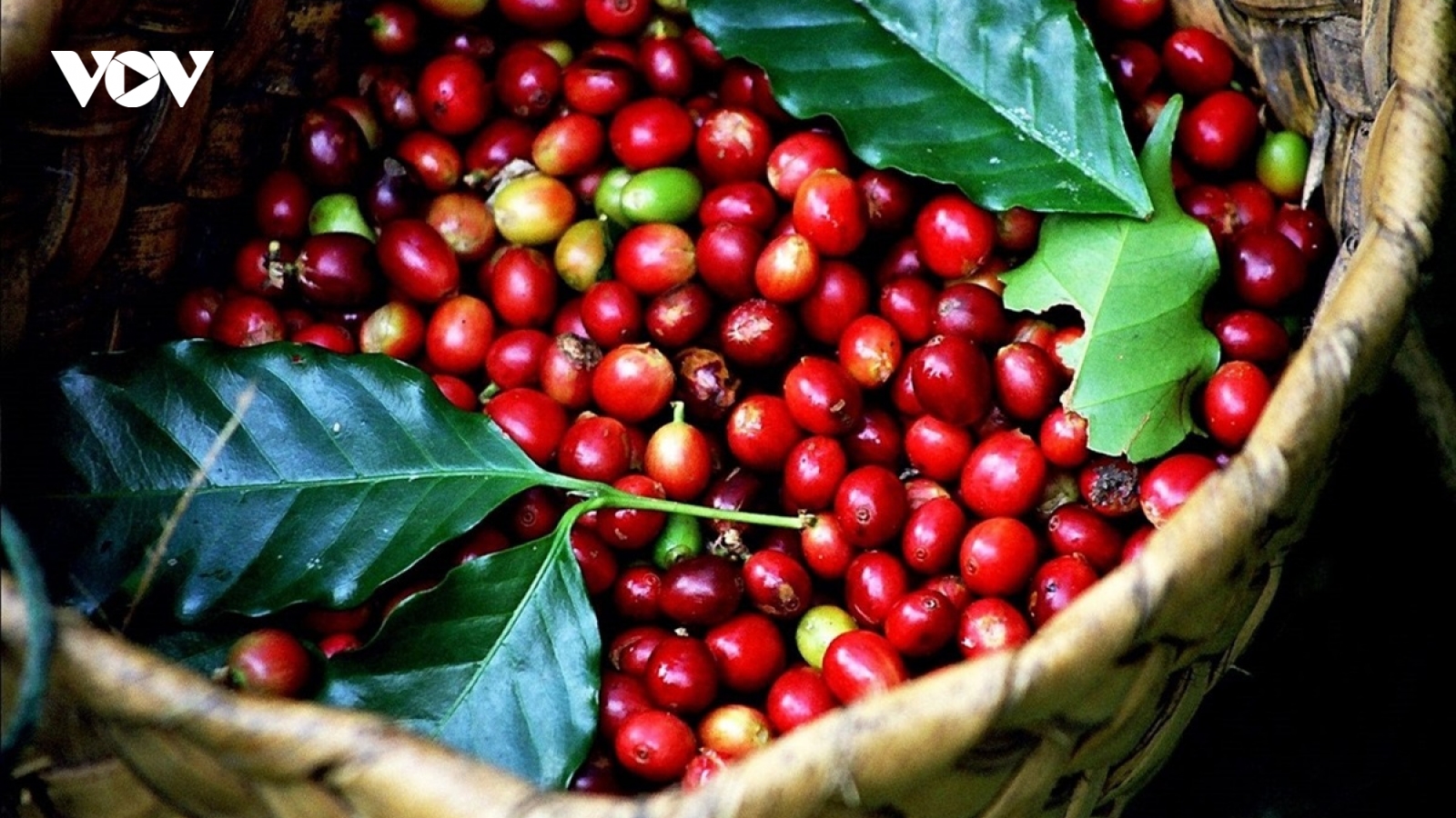 Giá cà phê hôm nay 19/5: Giá cà phê Robusta và Arabica đồng loạt tăng
