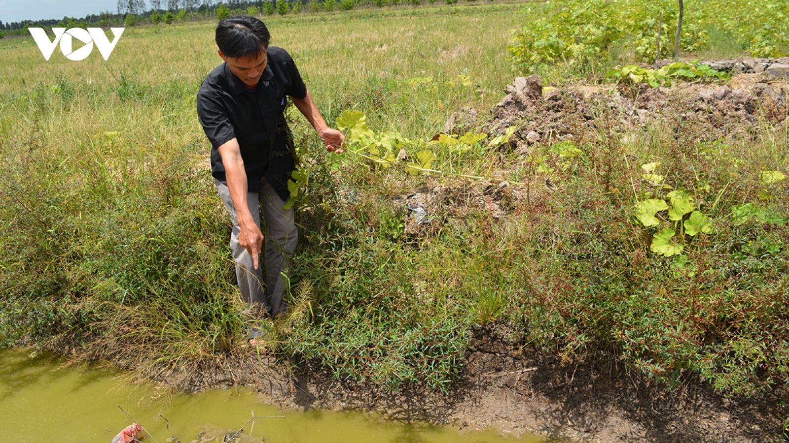 Sóc Trăng: Hạn, mặn xâm nhập gây ảnh hưởng đến sản xuất lúa của người dân