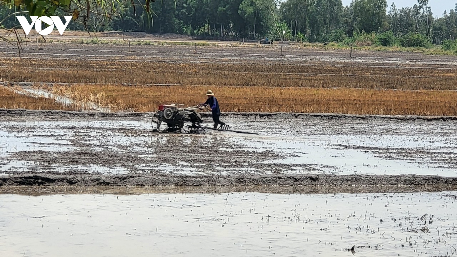 Trúng mùa được giá lúa Đông Xuân, nông dân Hậu Giang xuống giống vụ Hè Thu