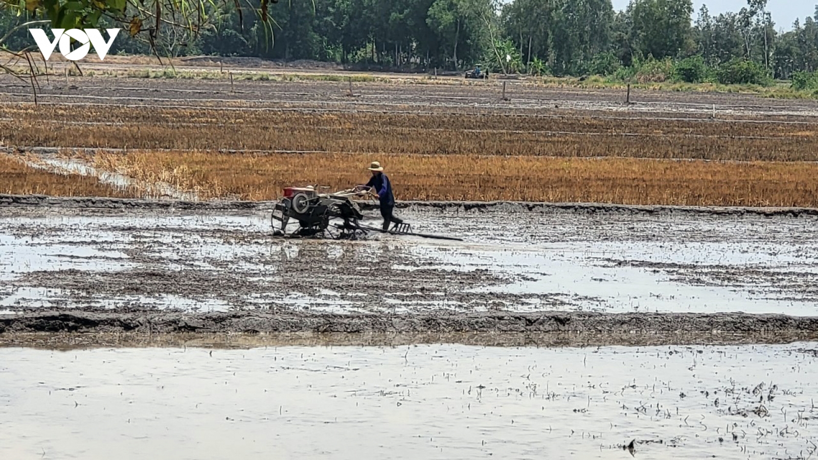 Trúng mùa được giá lúa Đông Xuân, nông dân Hậu Giang xuống giống vụ Hè Thu