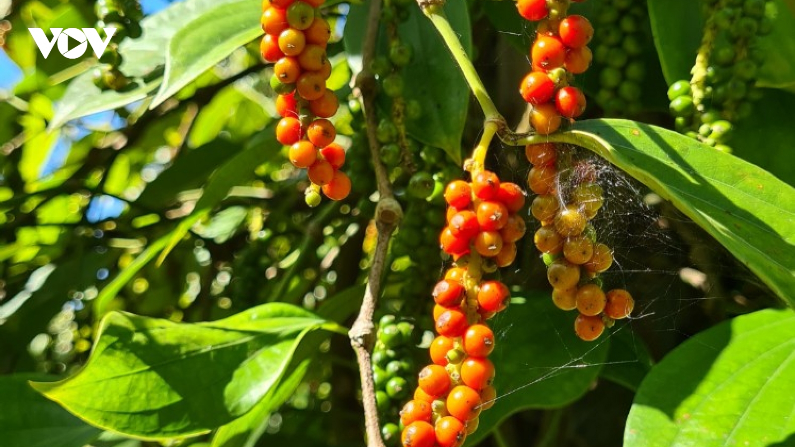Hồ tiêu lập đỉnh giá, nông dân Gia Lai phấn khởi vào vụ thu hoạch
