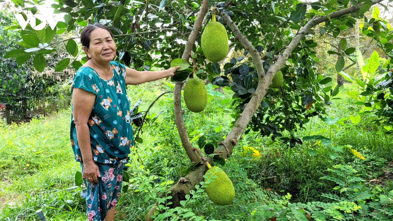 Giữa mùa hạn mặn, nhà vườn Tiền Giang bội thu từ vườn mít