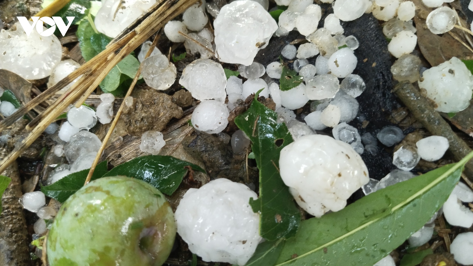 2.500 ha mận hậu Mộc Châu bị ảnh hưởng bởi mưa đá