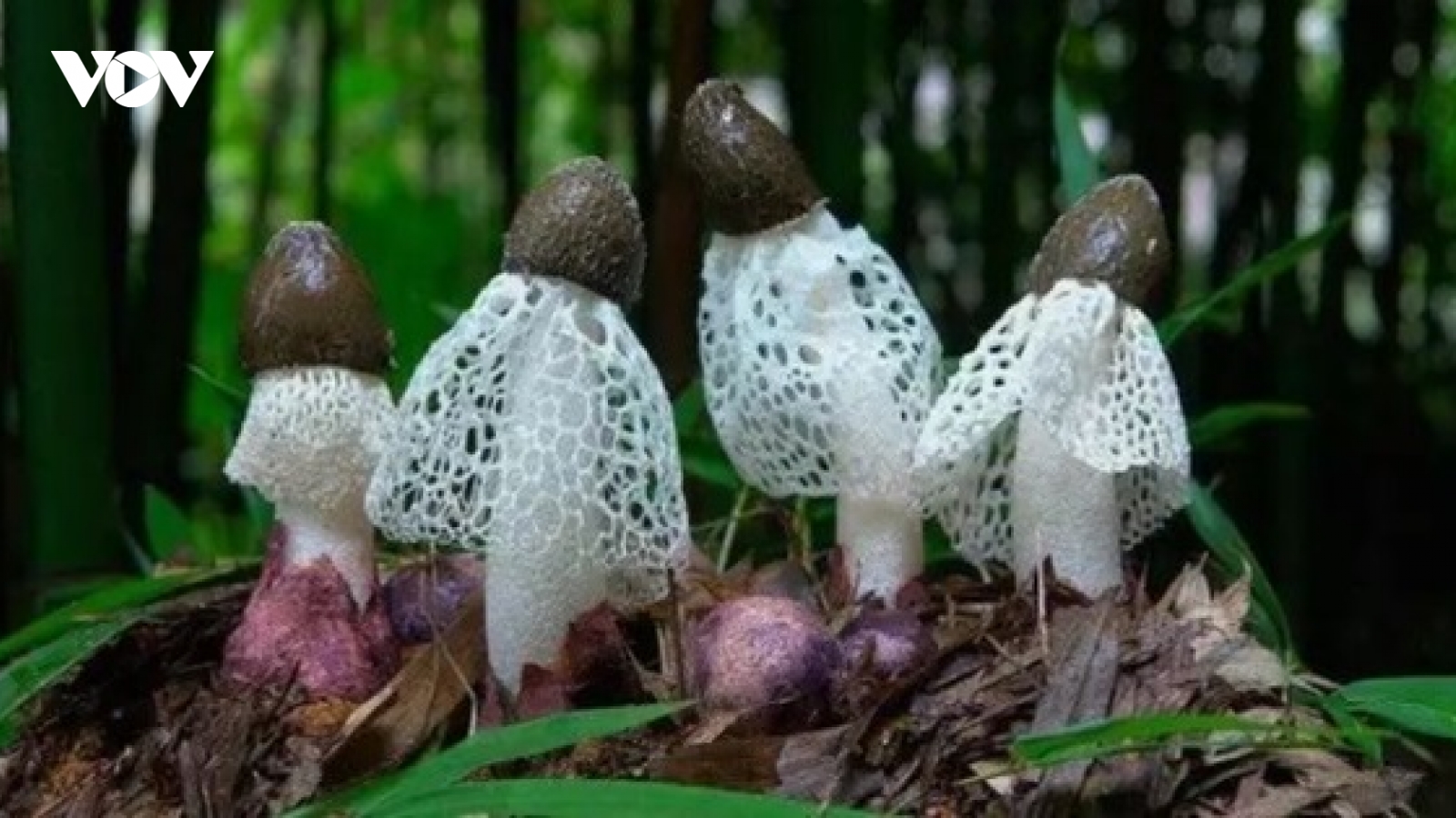 Nấm dại ở Việt Nam nhưng lại đắt giá ở Trung Quốc