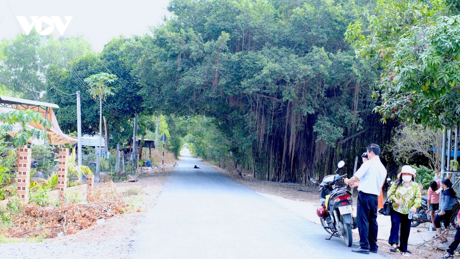 Tây Ninh xuất hiện côn trùng lạ cắn người gây mẩn ngứa, miễn nhiễm với hóa chất