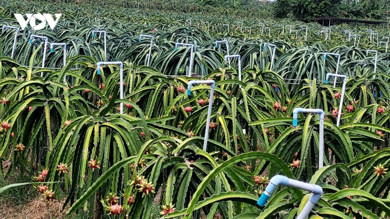 Vườn cây thanh long xanh tươi ở Tiền Giang giữa mùa hạn mặn