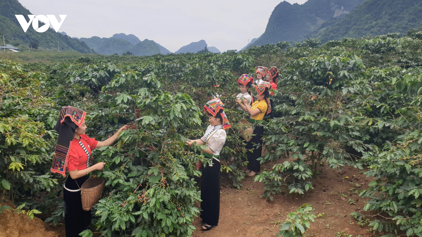 Tăng cường sinh kế cho phụ nữ dân tộc thiểu số trồng cà phê ở Sơn La