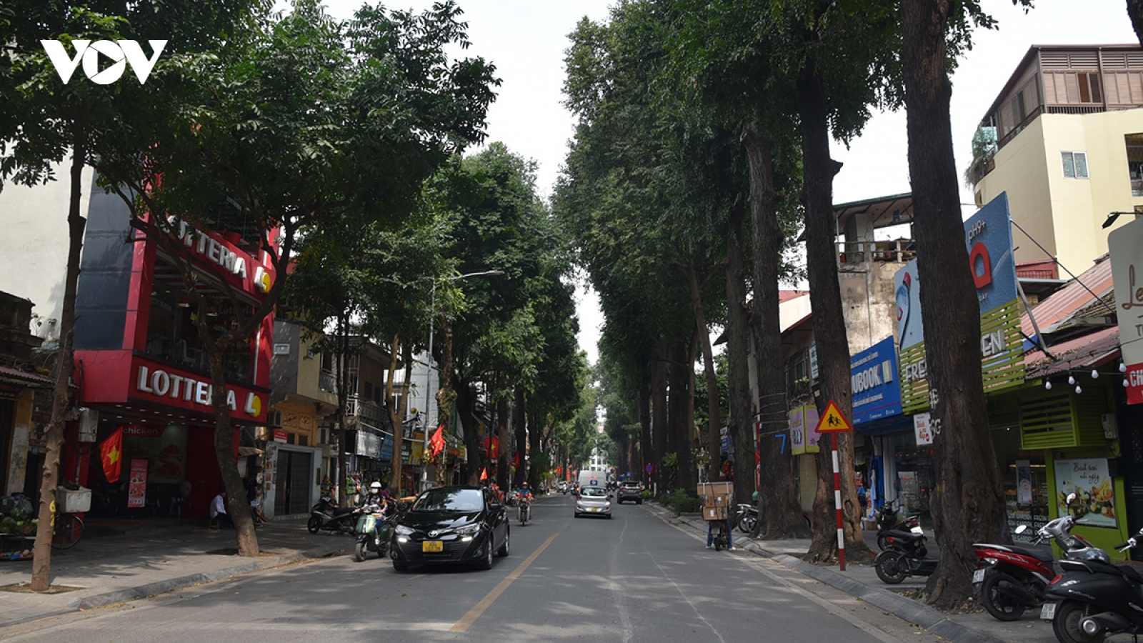 Hà Nội: Khẩn trương kiểm tra hiện trạng cây sao đen trên tuyến phố Lò Đúc