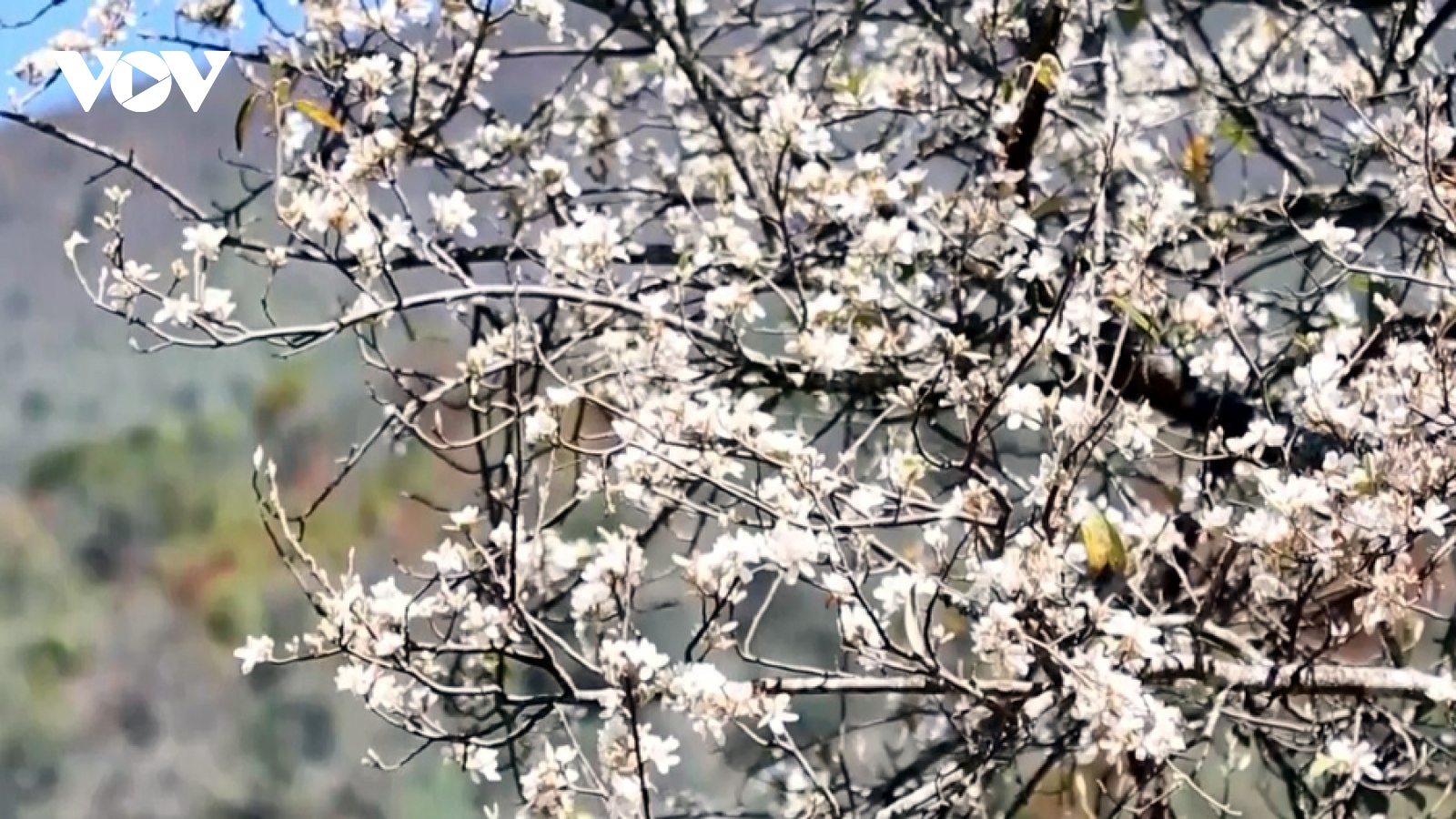 “Sơn tra – Mùa hoa gọi” trên miền cổ tích của núi rừng Tây Bắc