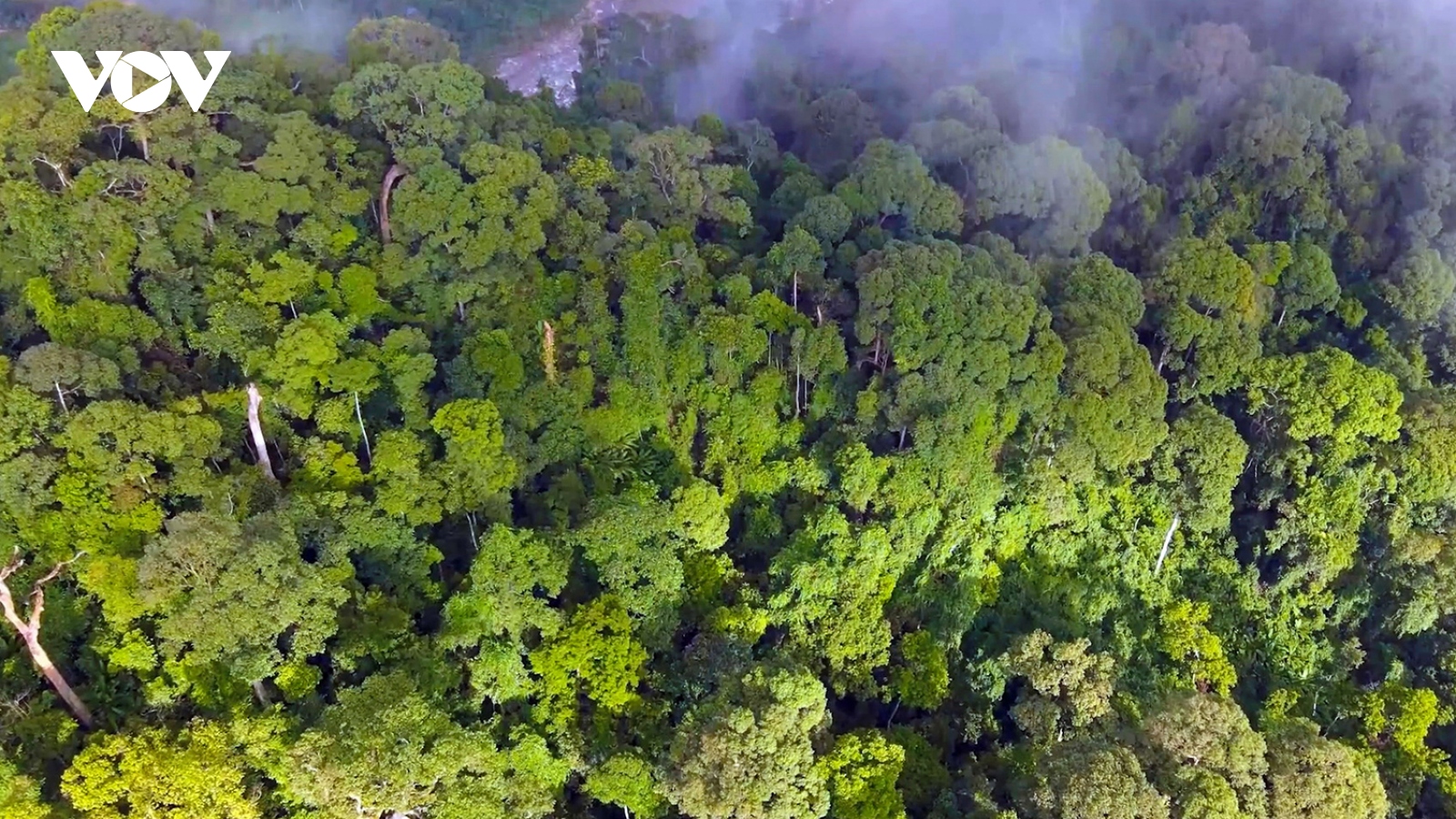 Vì sao tỉnh Quảng Nam chưa bán được tín chỉ carbon rừng?